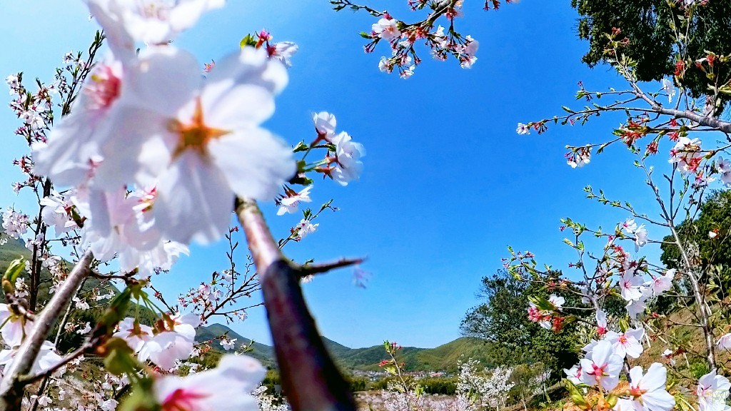 春暖花开8