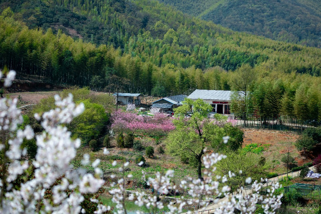 《樱开满山春》2