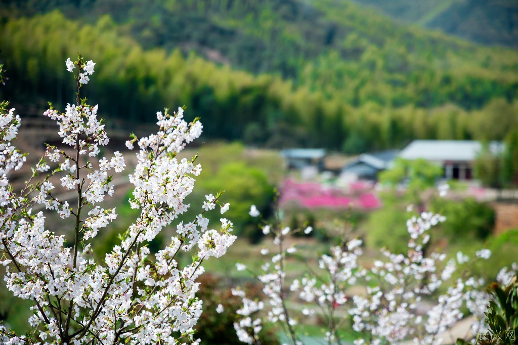 《樱开满山春》7