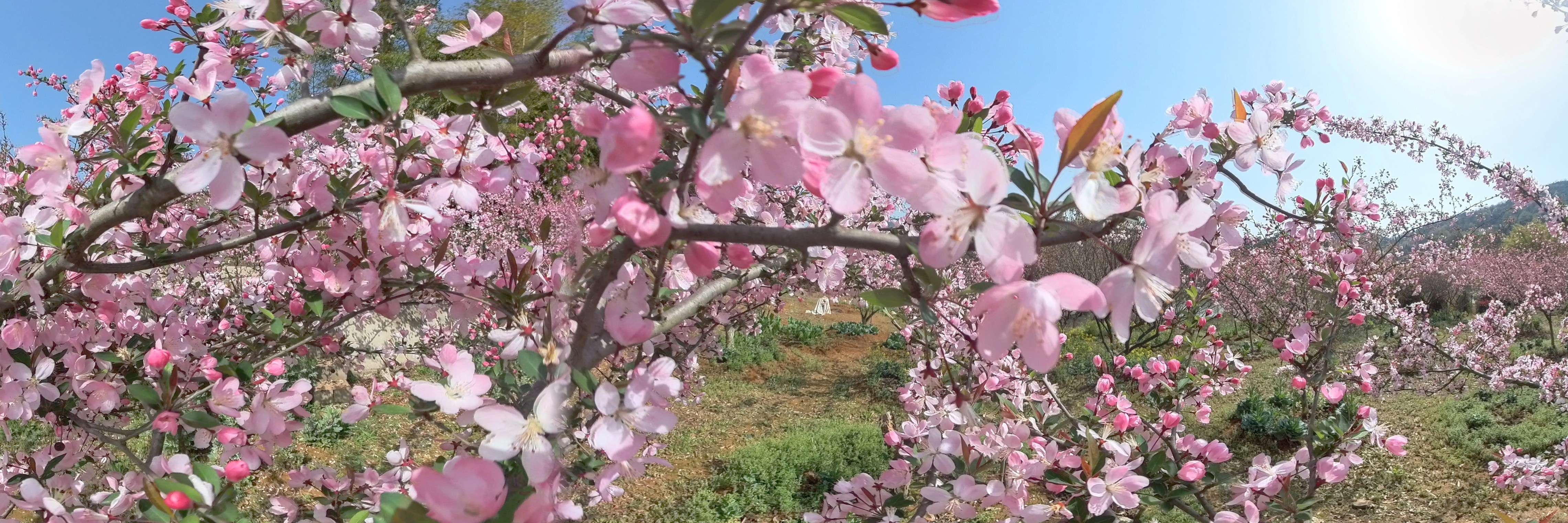 花开富贵7