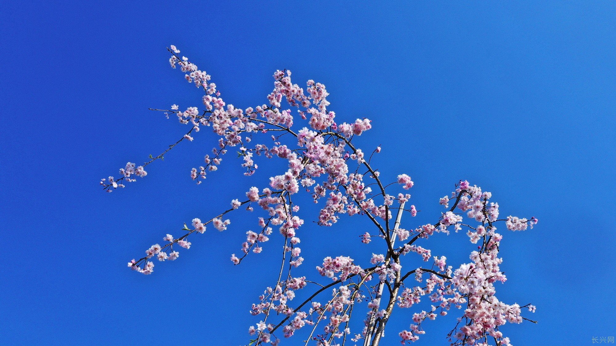 《舞动的樱花》蒋建东13665730711.JPG