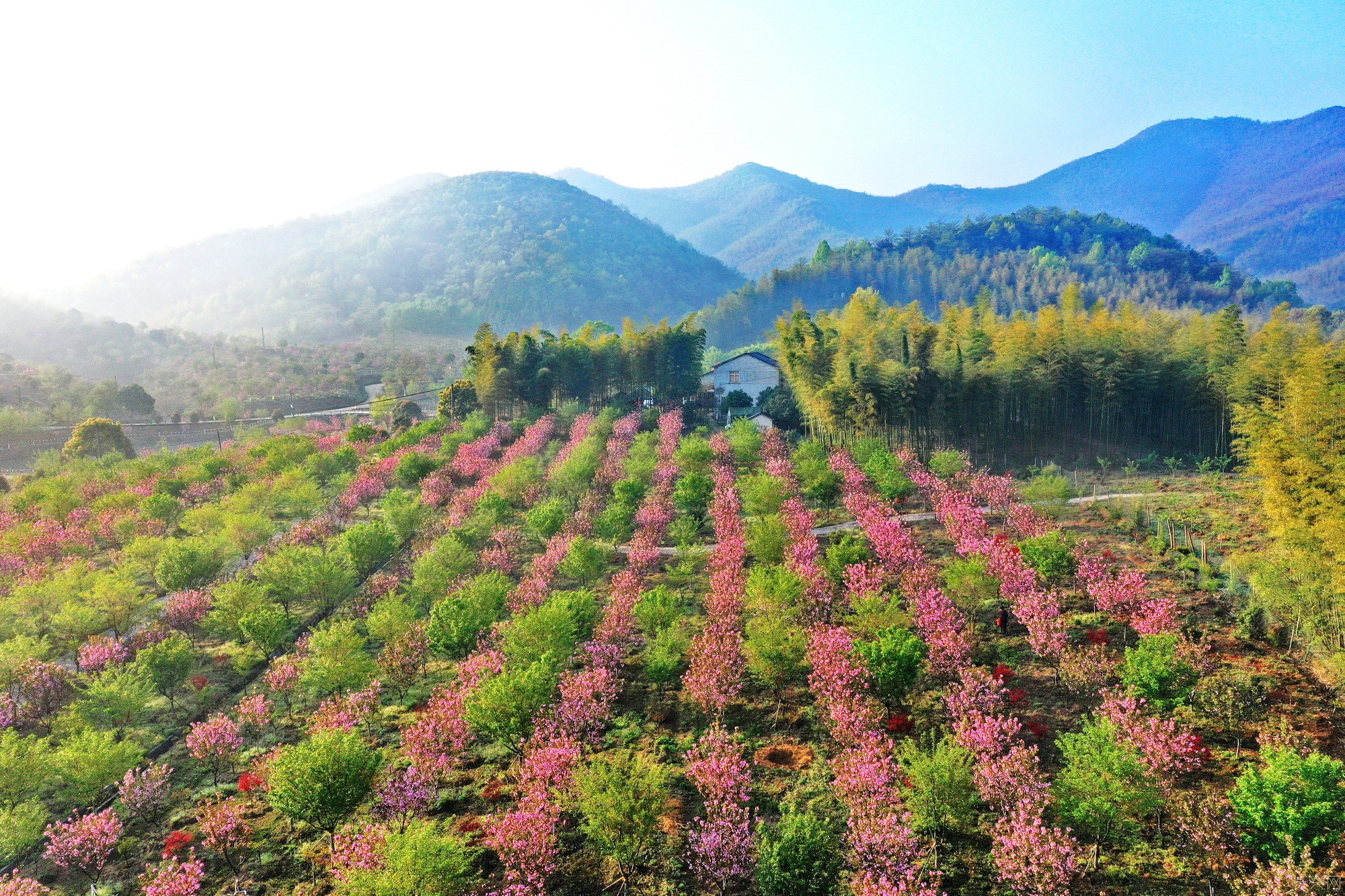 《樱花季》组2蒋建东13665730711.JPG