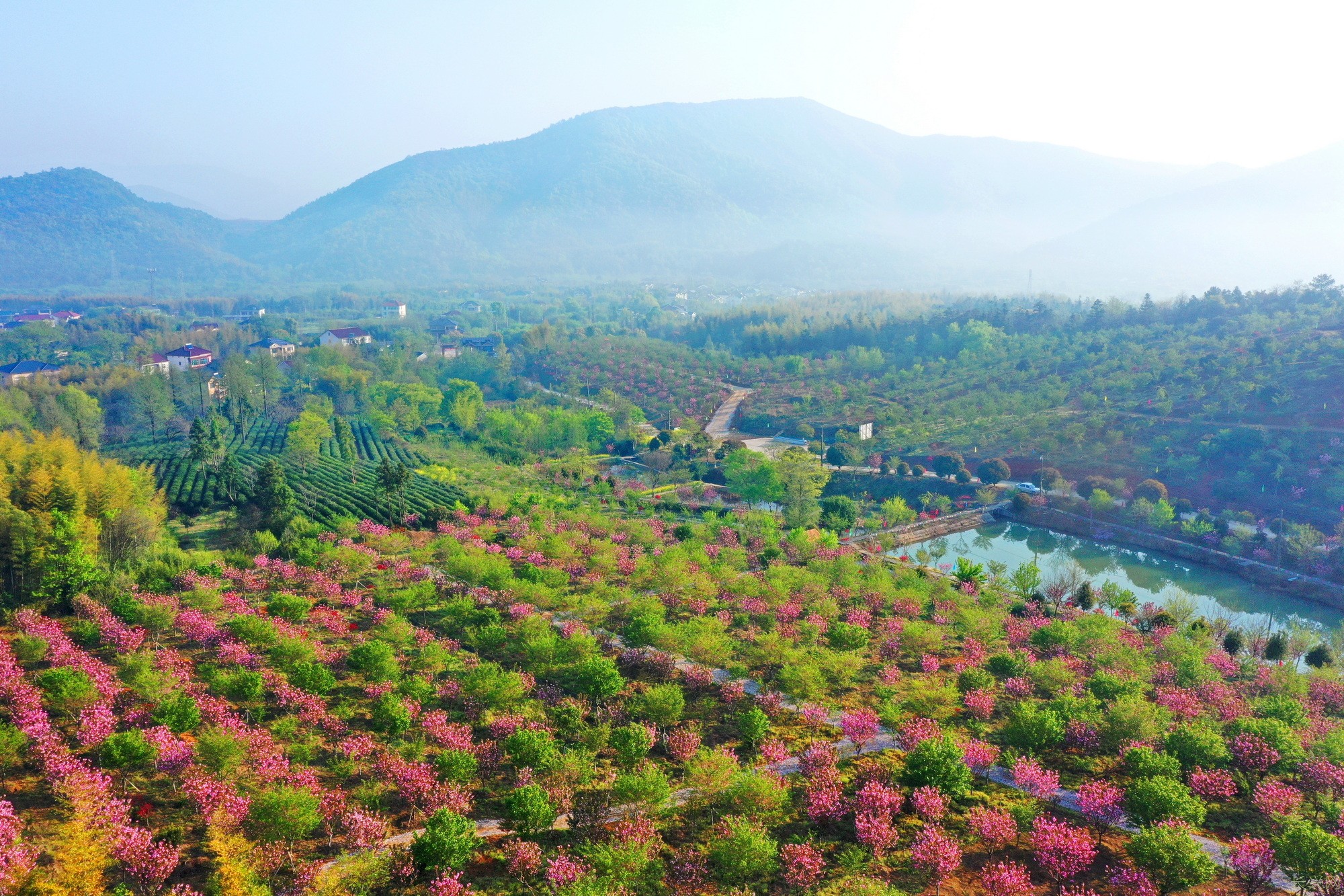 《樱花季》组4蒋建东13665730711.jpg