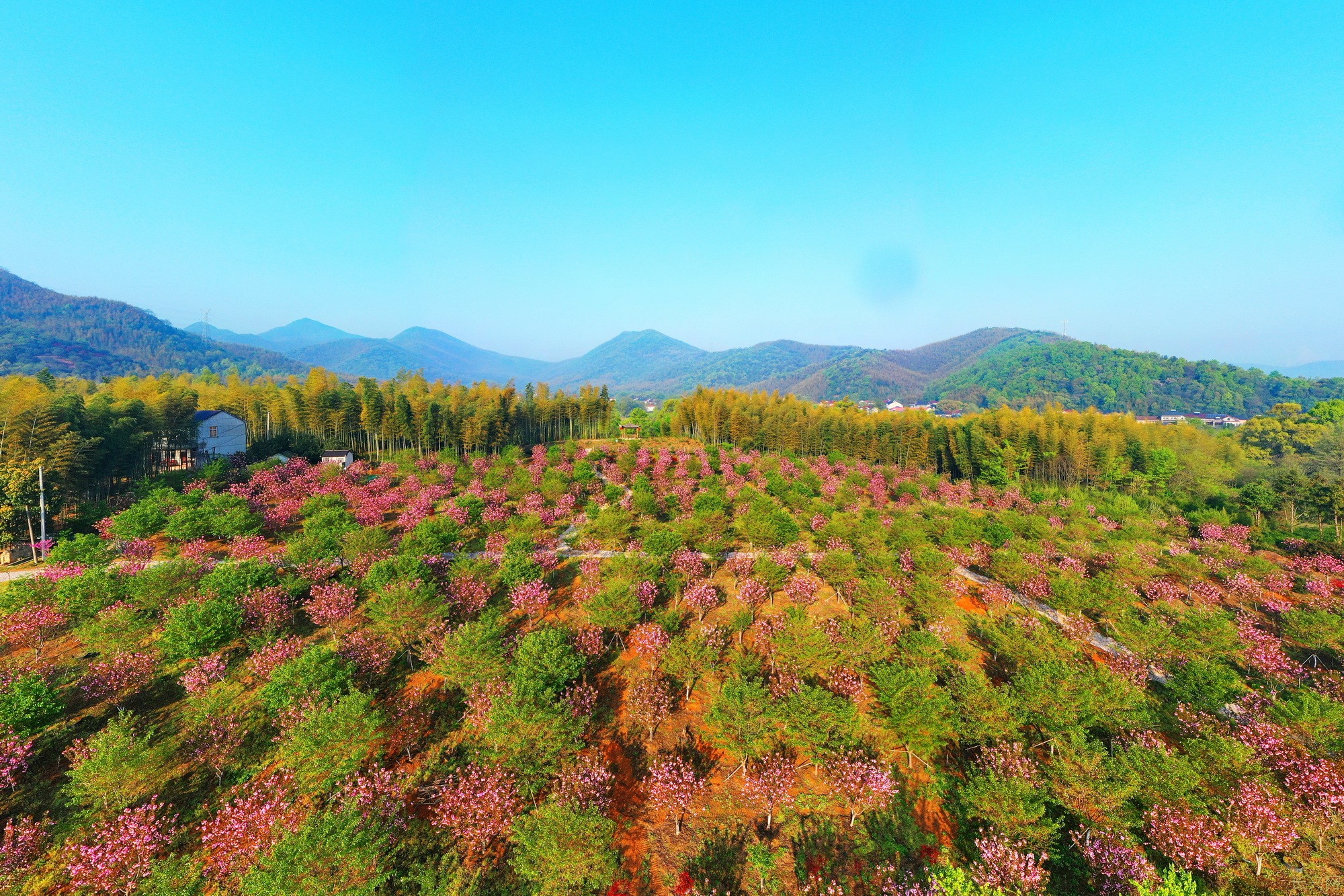 《樱花季》组6蒋建东13665730711.jpg