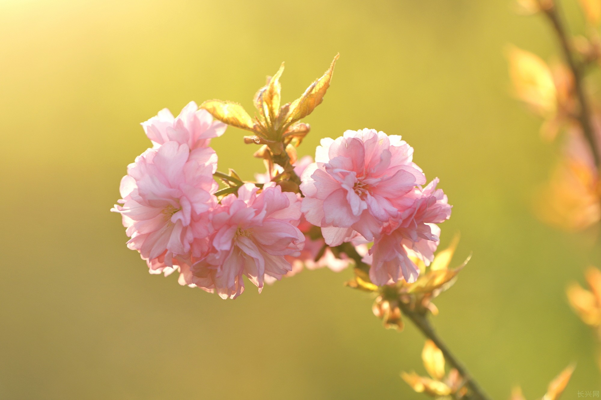 《花韵》组4蒋建东13665730711.JPG