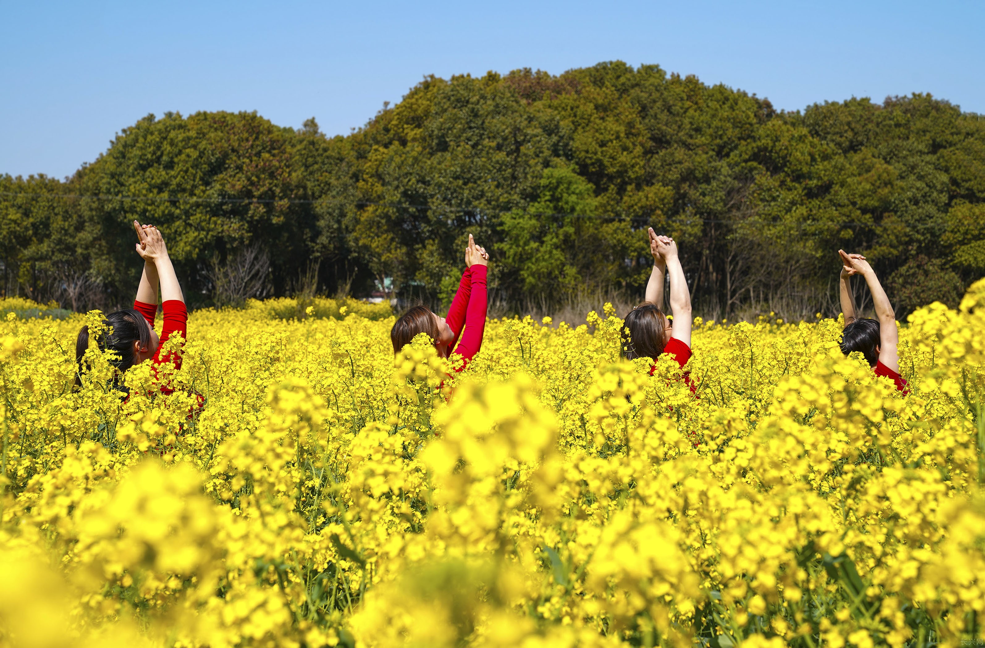 《花间瑜伽》—张文娟.jpg